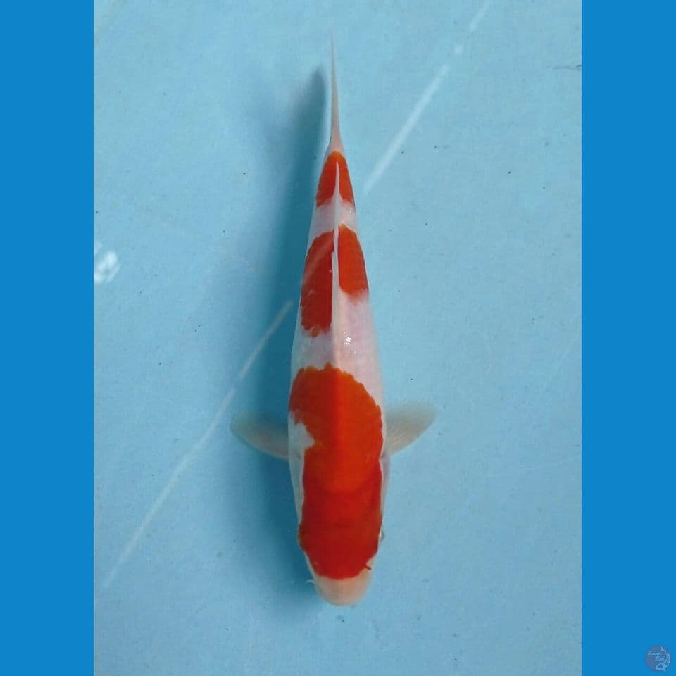 kohaku, 18 cm