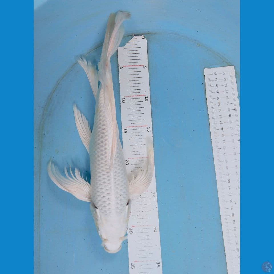 kumpay platinum 37cm