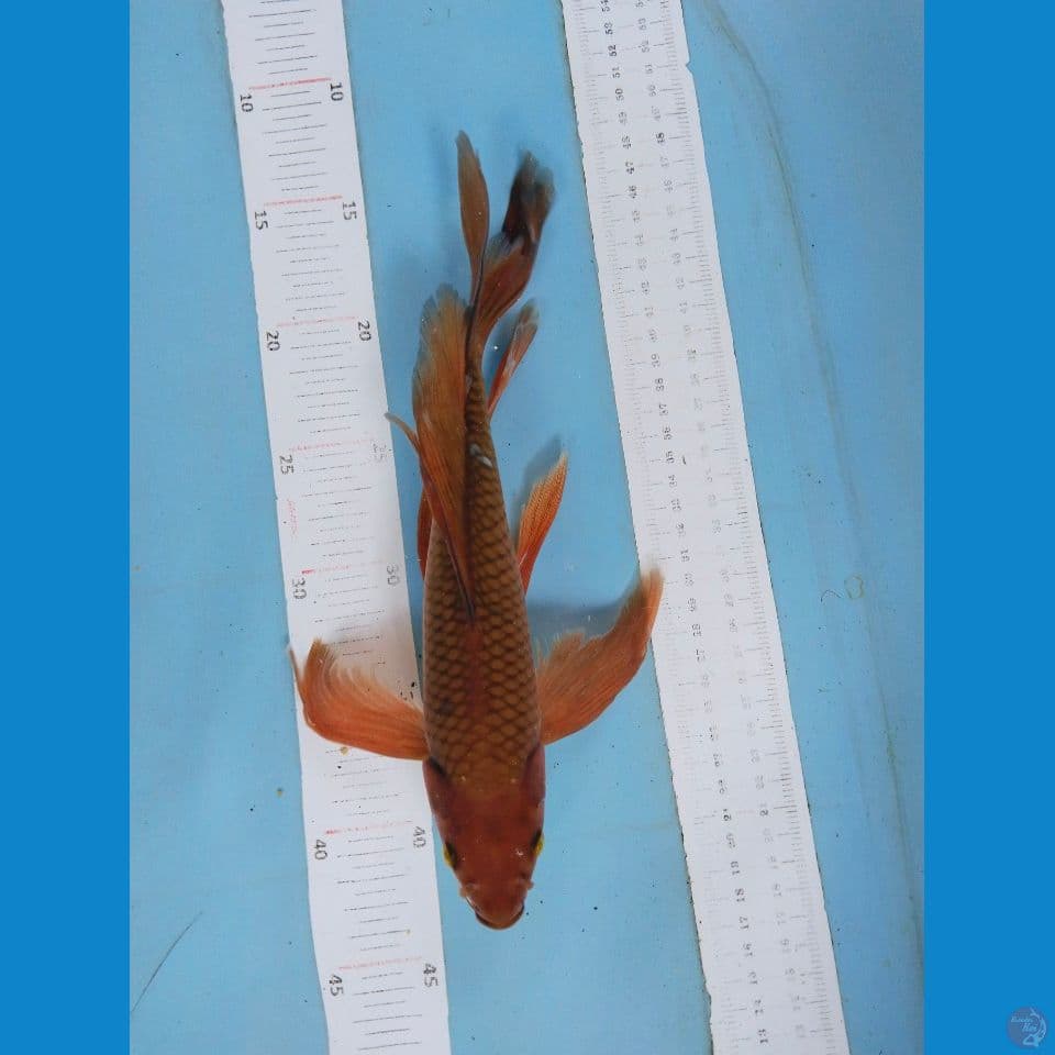 kumpay chagoi tembaga 30cm