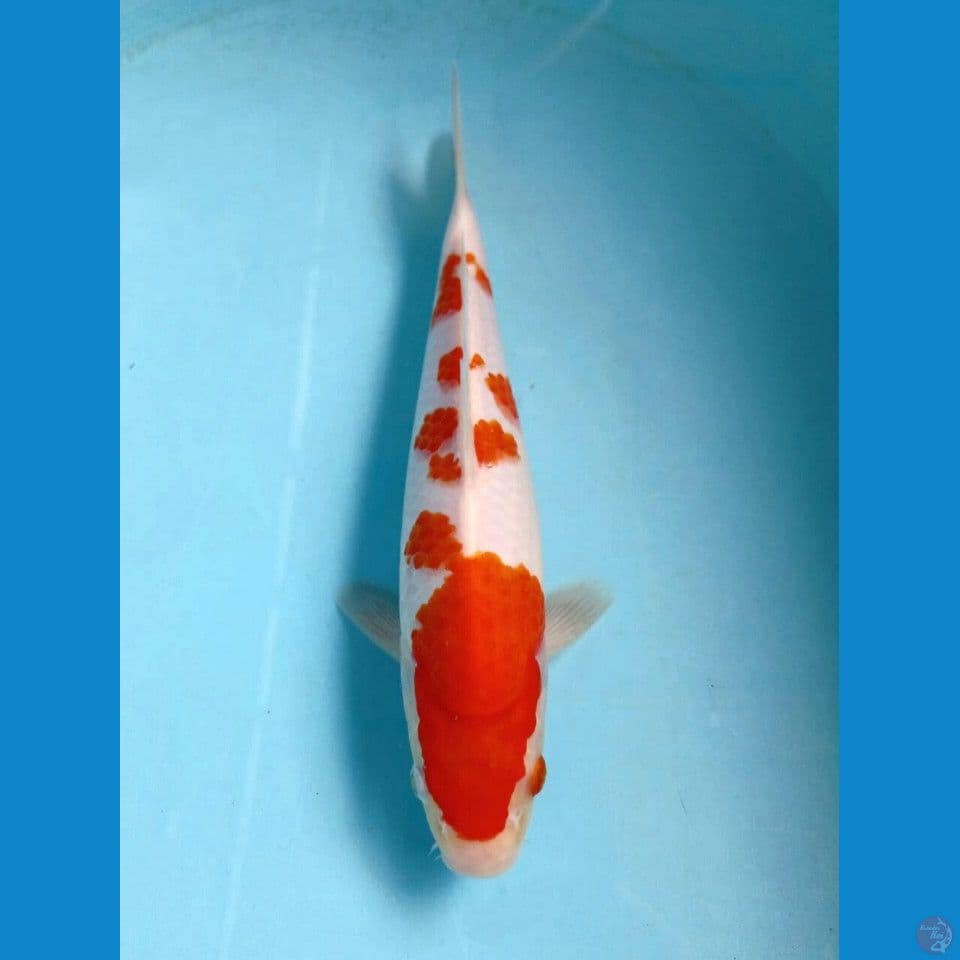 kohaku, 24 cm