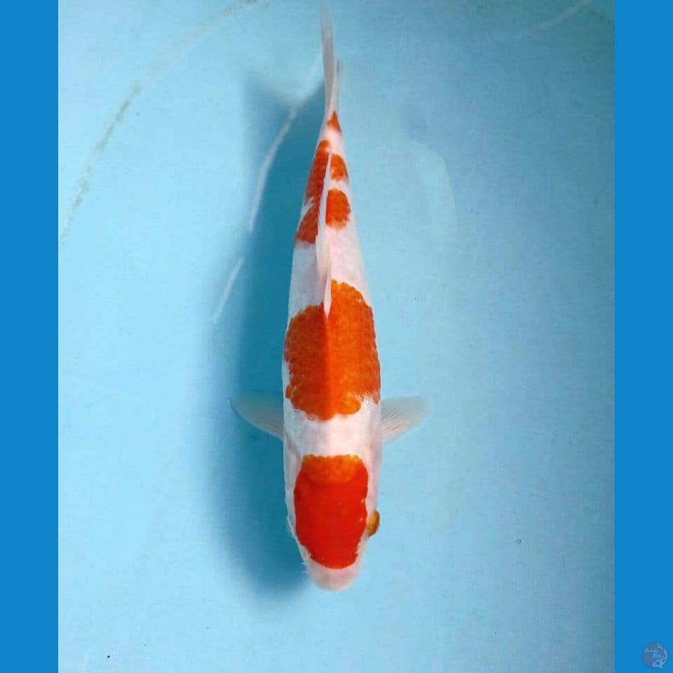 maruten kohaku, 26 cm