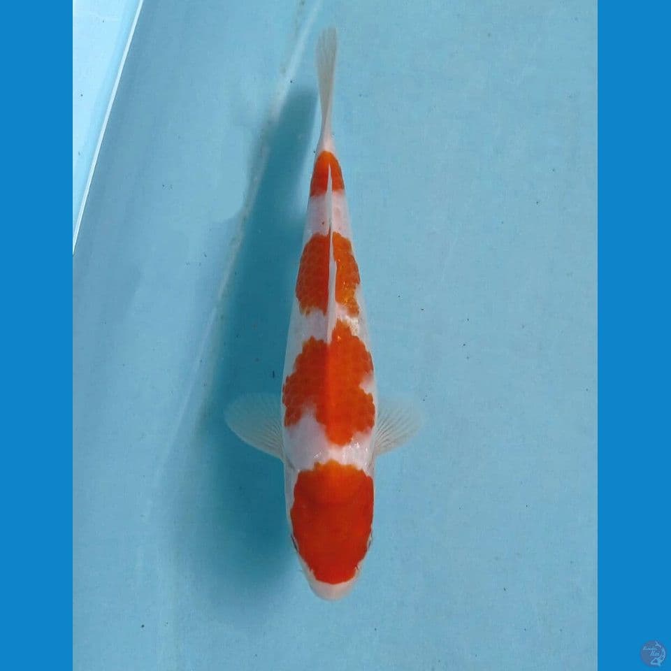 maruten kohaku, 22 cm