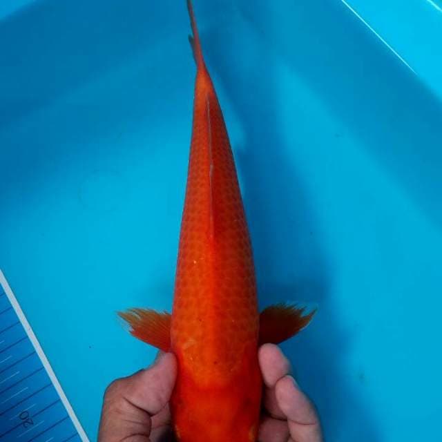 Benigoi merah tajam