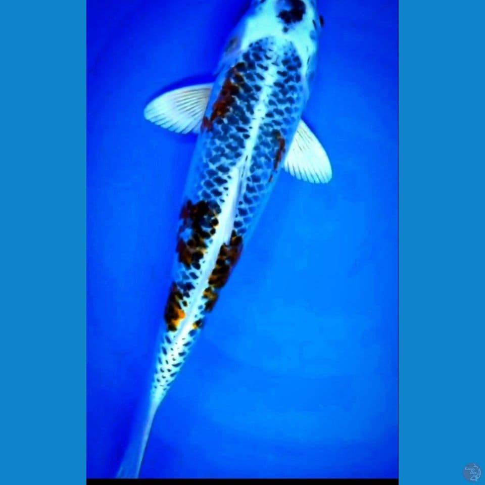 kojaku Jumbo 