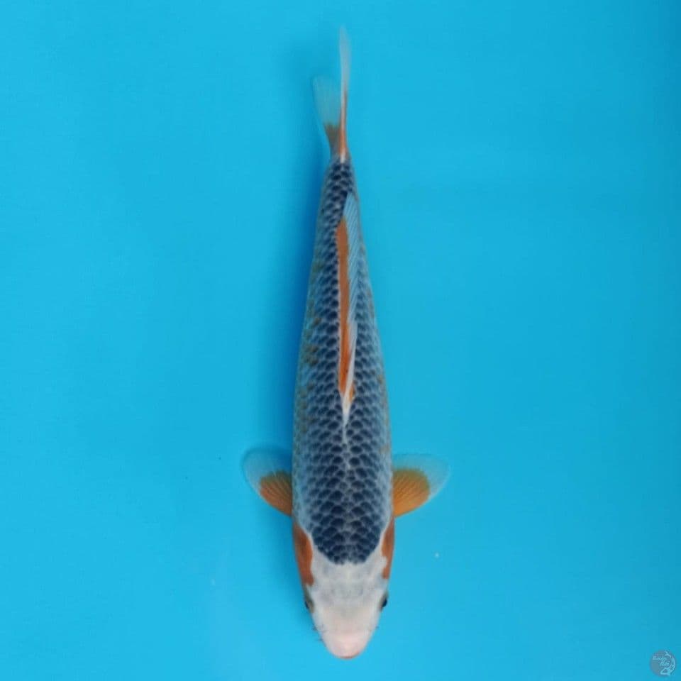 asagi 35cm