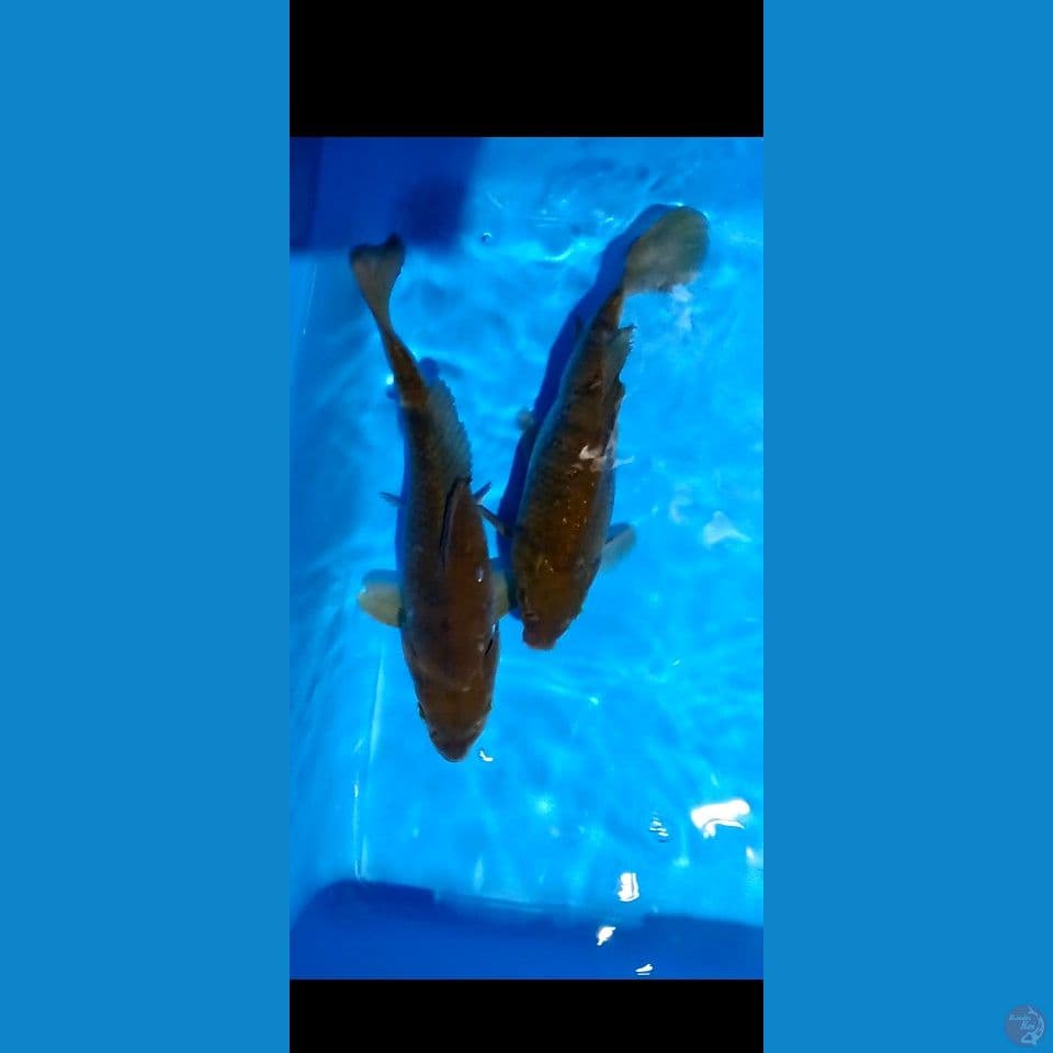 tamasba 24 27 cm 