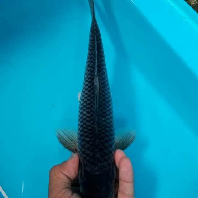 Saragoi