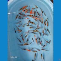 Bibitan sz 8 - 11Cm (100 ekor)