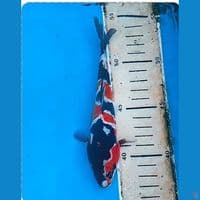 showa naruto doitsu murni original 20cm
