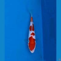 kohaku sisik strong 17cm