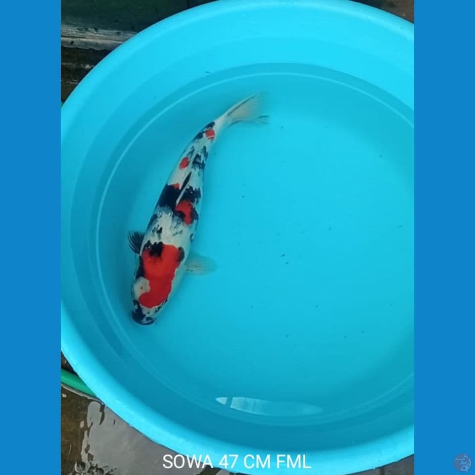Koi Sowa 