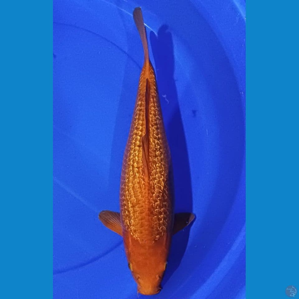 Ginrin caramel 40cm