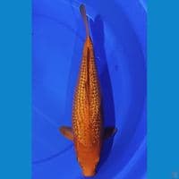 Ginrin caramel 40cm