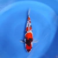 SHOWA - good patern 34cm 