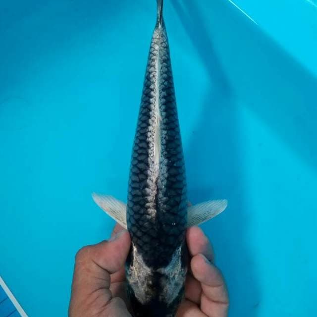 Kabuto