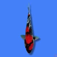 Showa  38cm