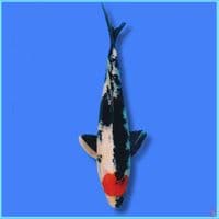 Tc Showa 35cm