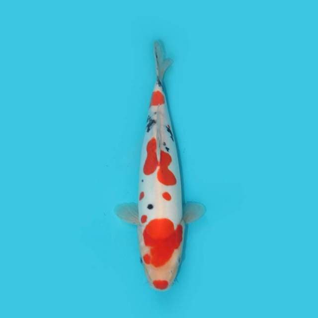 DOITSU SANKE KUCHIBENI 31 CM
