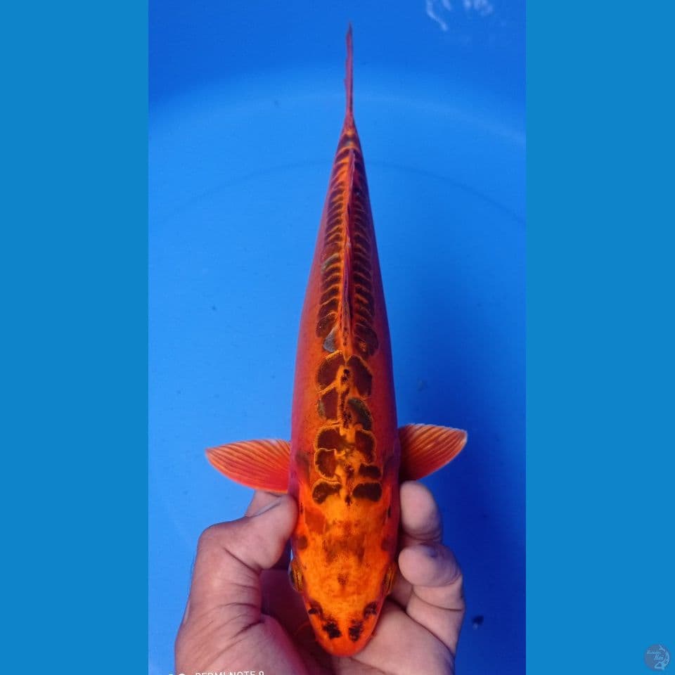 MIZUO BATA 34CM