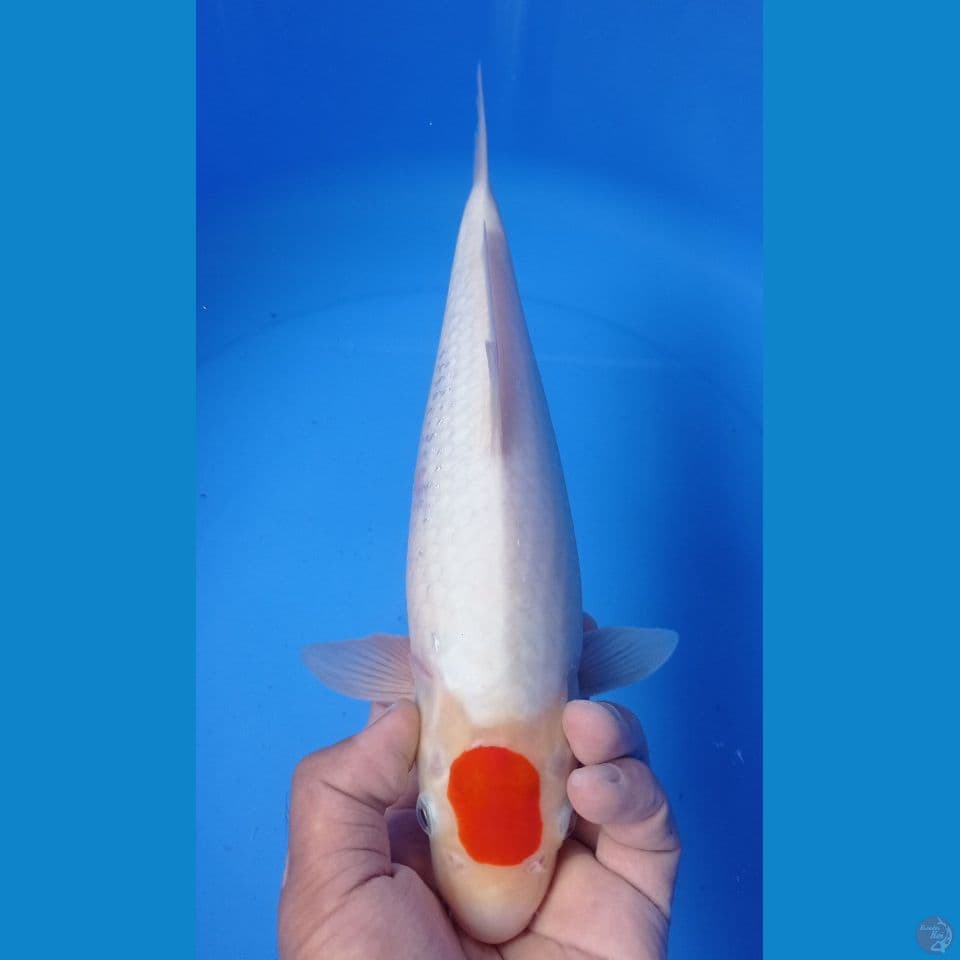 TANCO KOHAKU  33CM