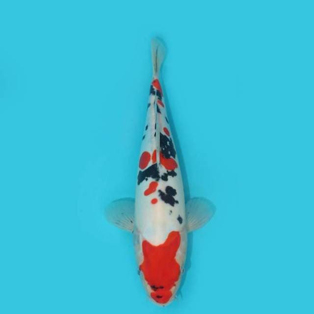 SHOWA DOITSU 28 CM