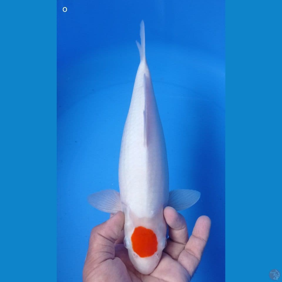 OOORIII 34CM