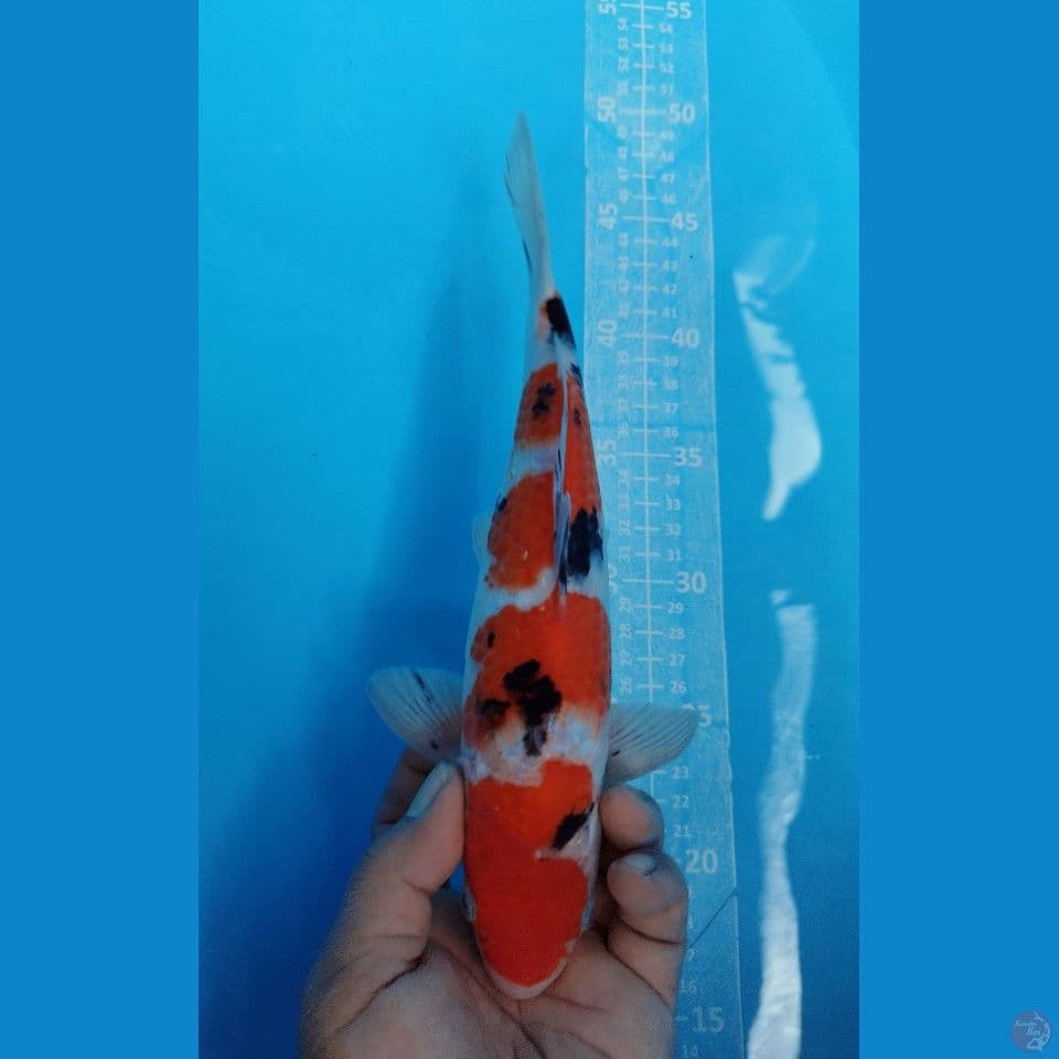 SANKE 28CM MALE