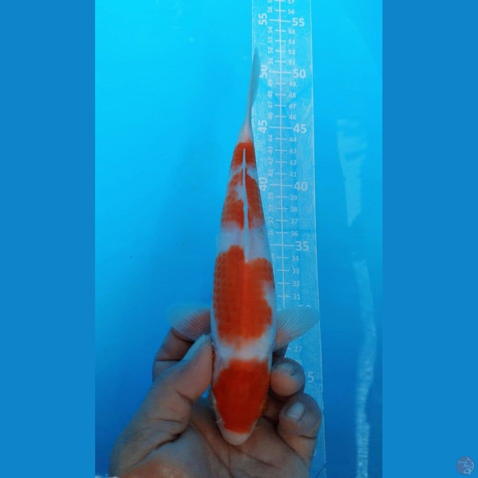 MARUTEN KOHAKU 25CM MALE