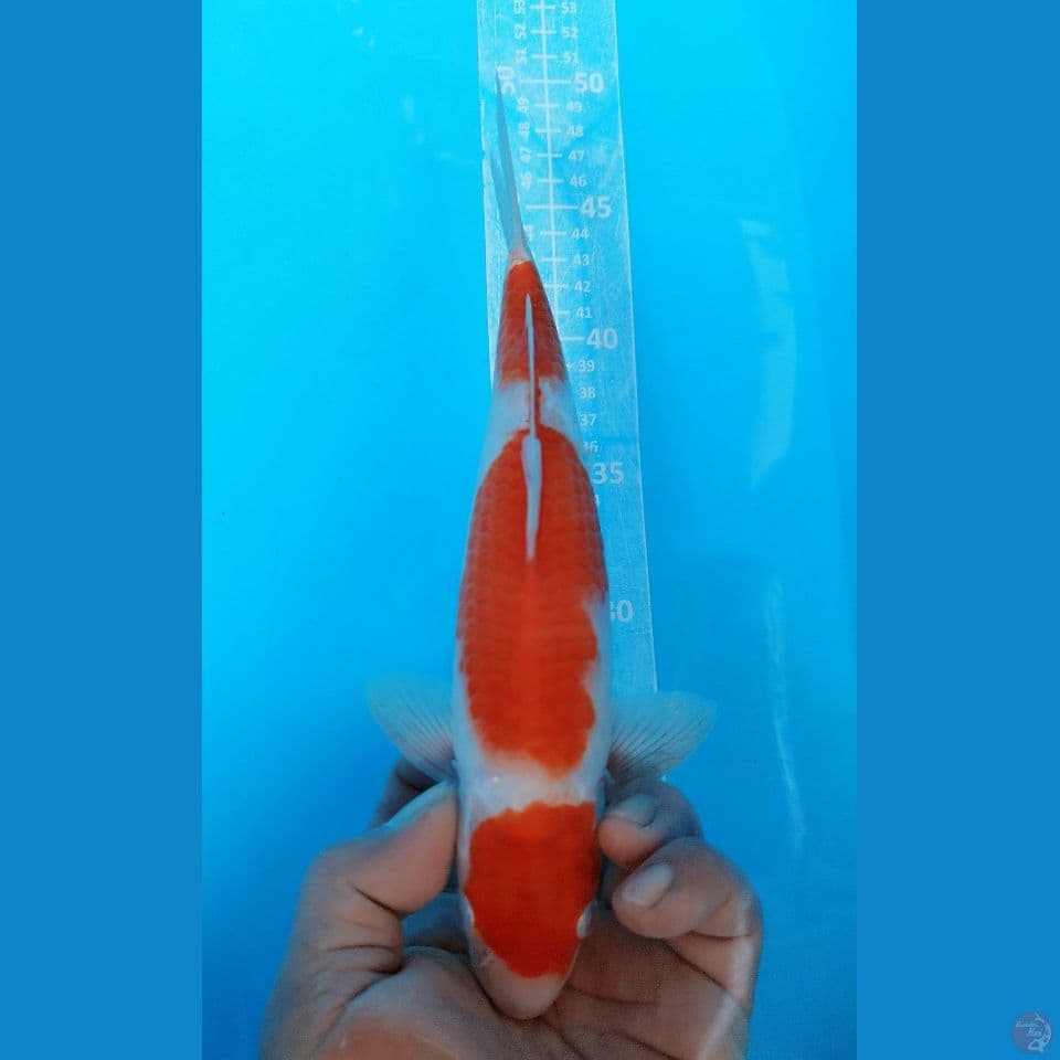 KOHAKU 25CM JANTAN