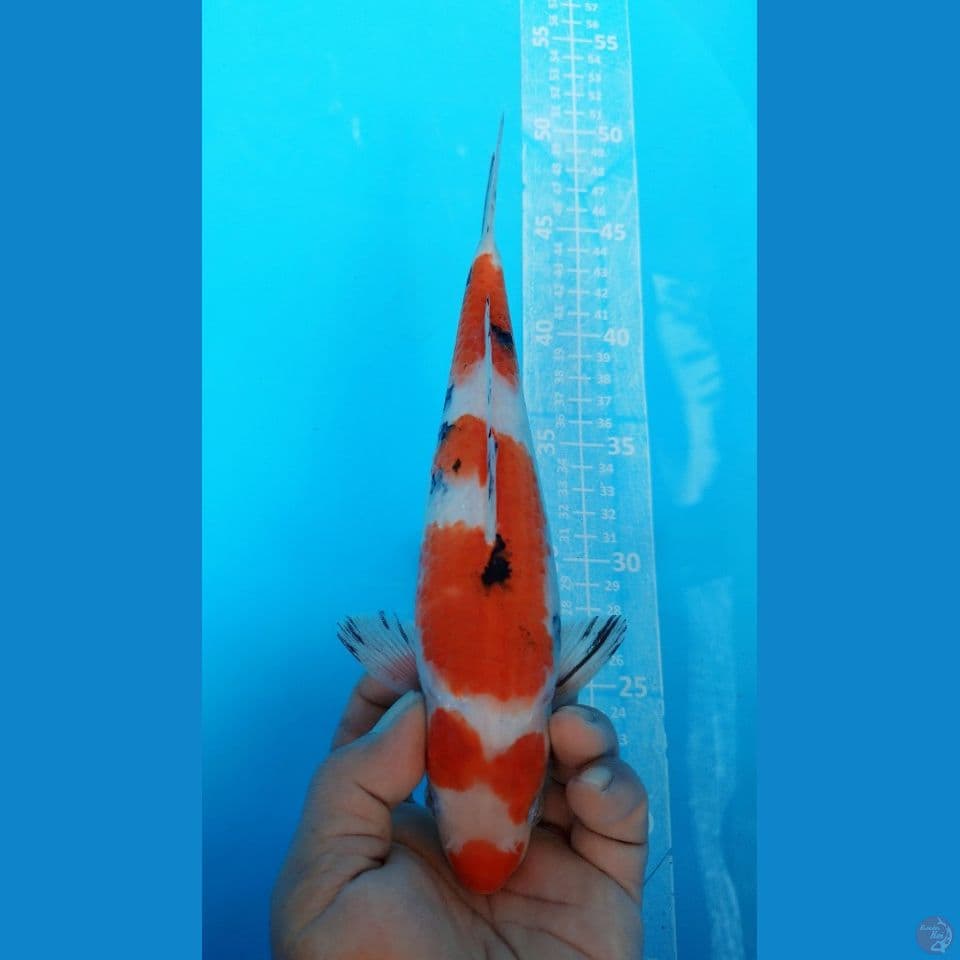  SANKE 25CM MALE