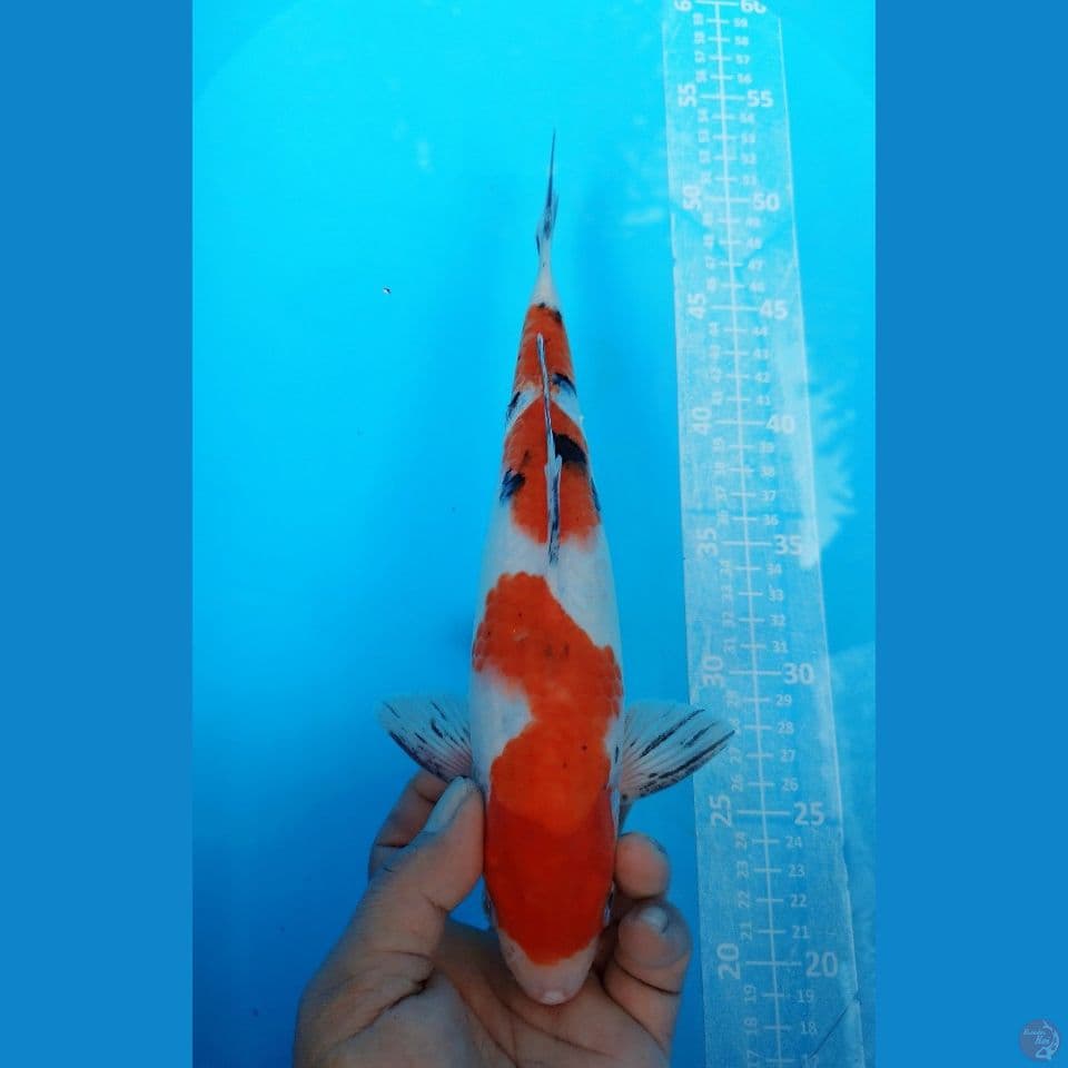 SANKE 29CM MALE