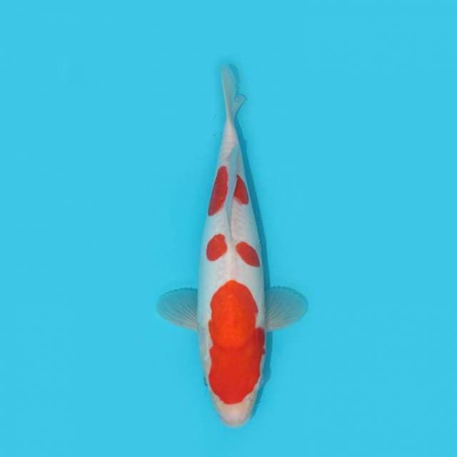 KOHAKU DOIT 28 CM