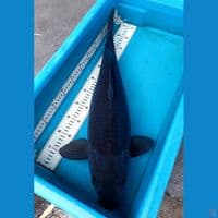 Karasugoi -+60cm