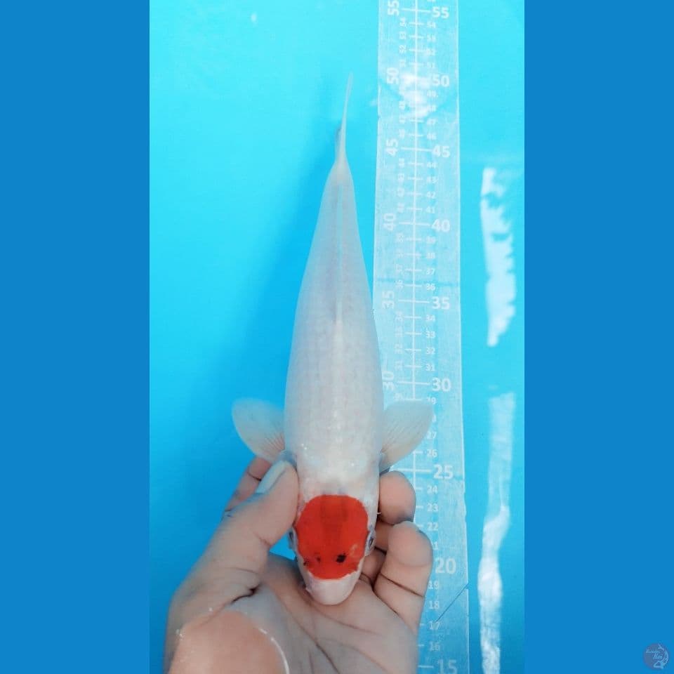 TANHO KOHAKU  30CM MALE