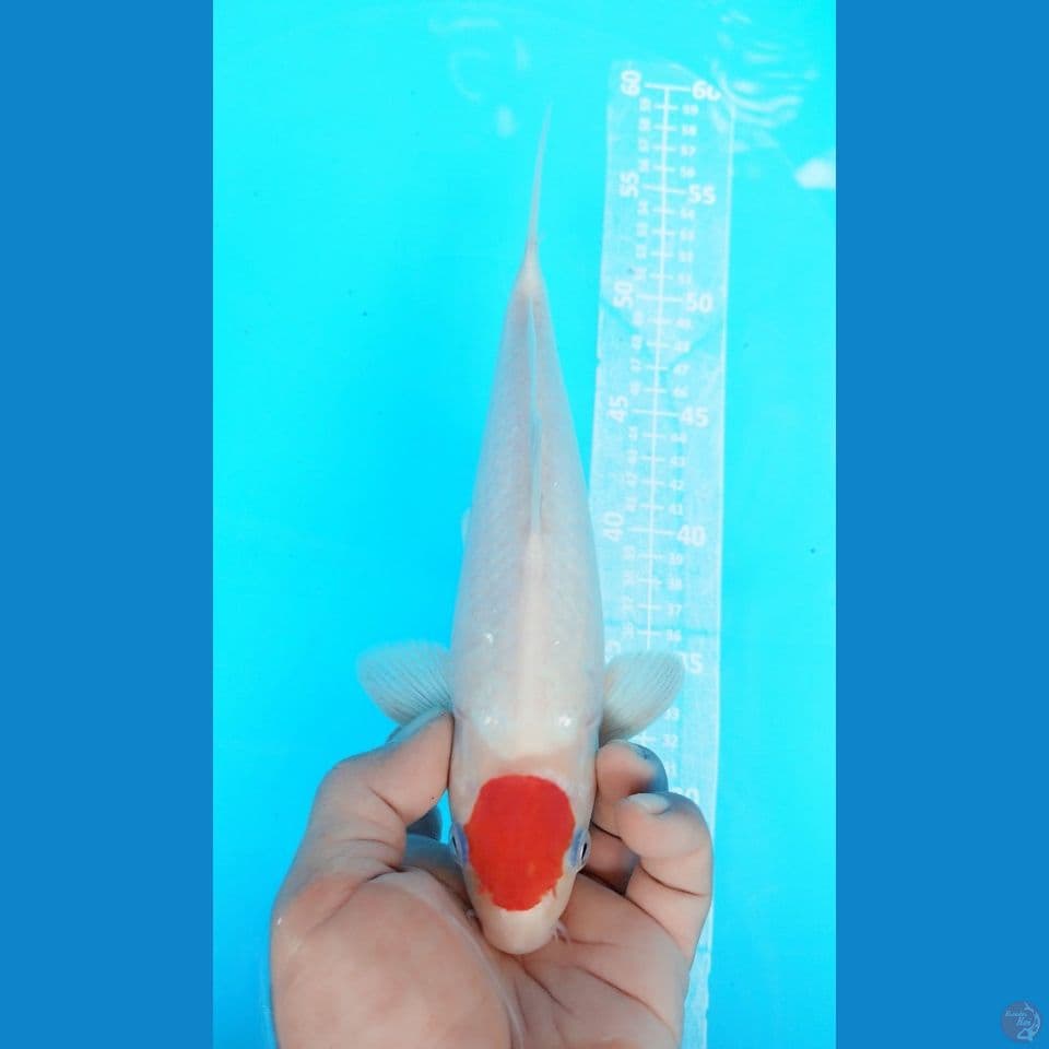 TANCHO KOHAKU 27CM MALE