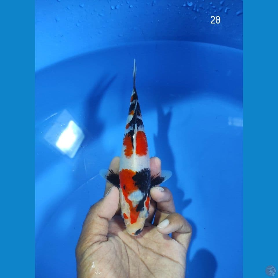 KINDAY SHOWA 20CM