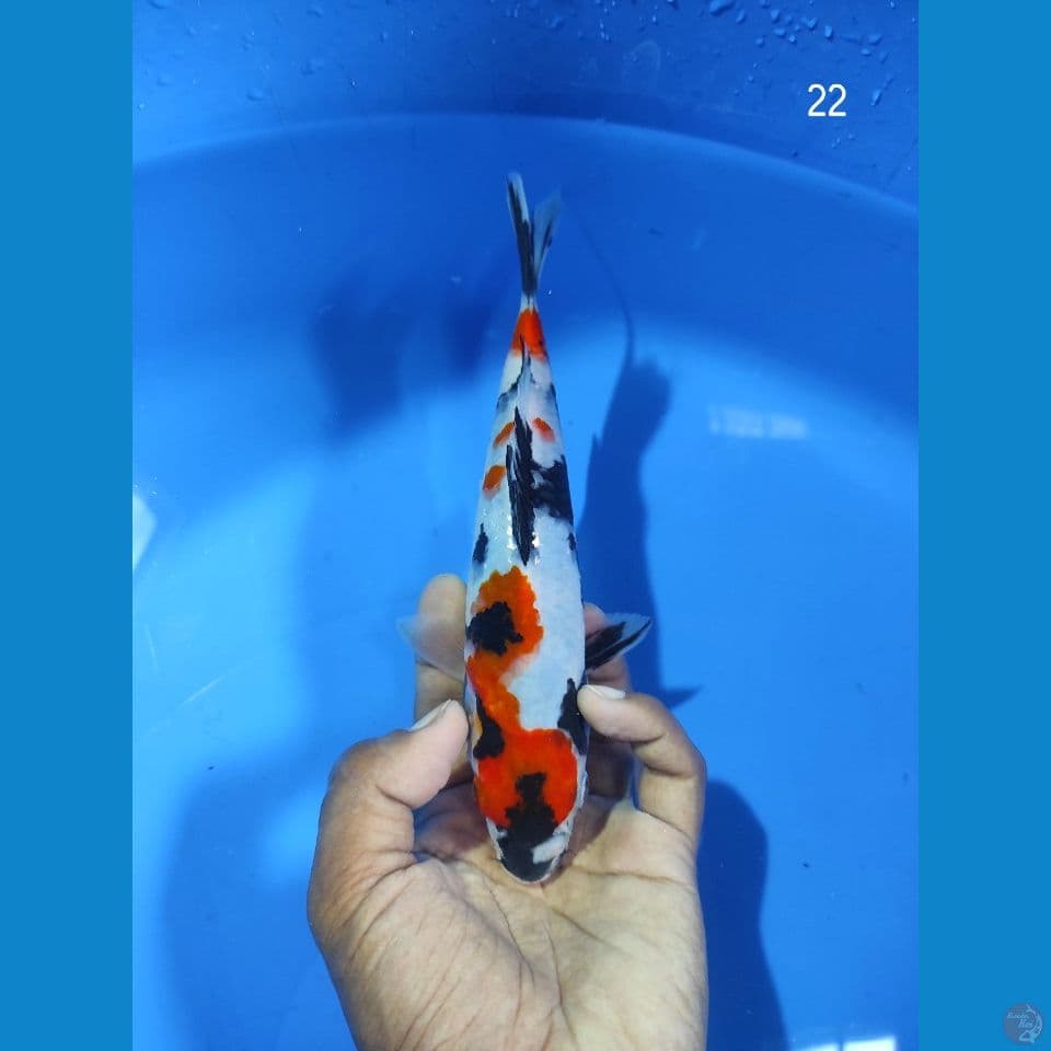 MARUTEN SHOWA 22CM