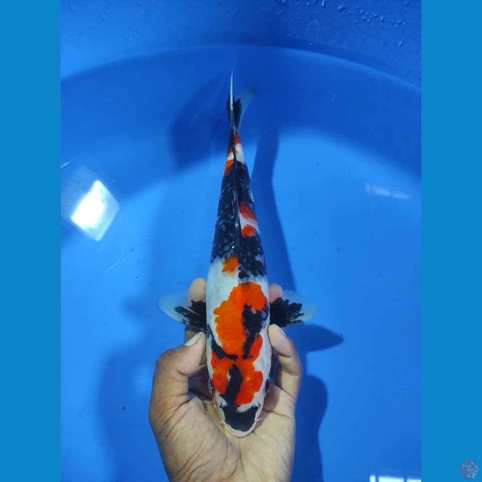 SHOWA METIR 29CM
