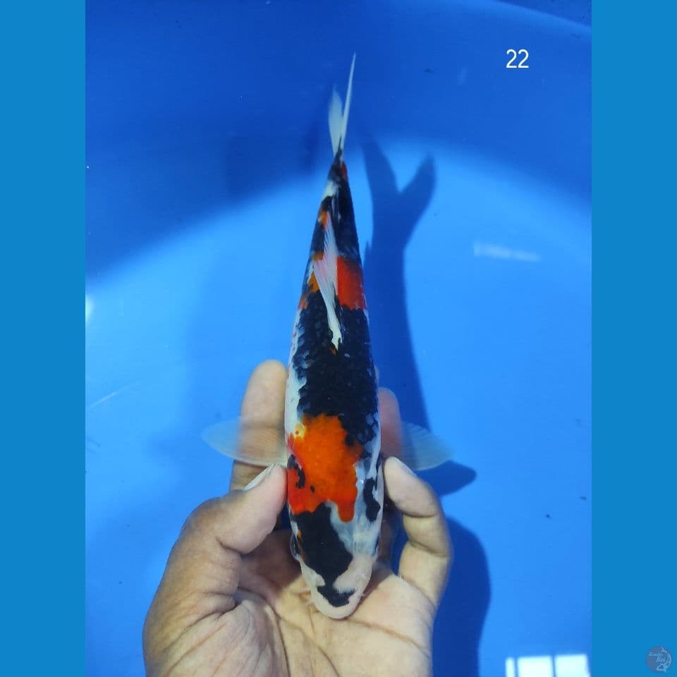 SHOWA SANSHOKU 22CM