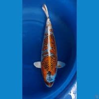kojaku bulkky , bakat jumbo.