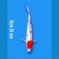 tancho sanke | 31cm
