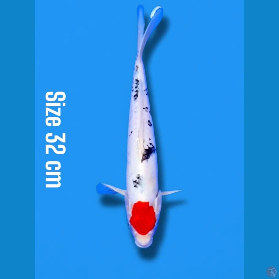 tancho sanke | 32 cm
