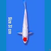 tancho sanke | 31cm