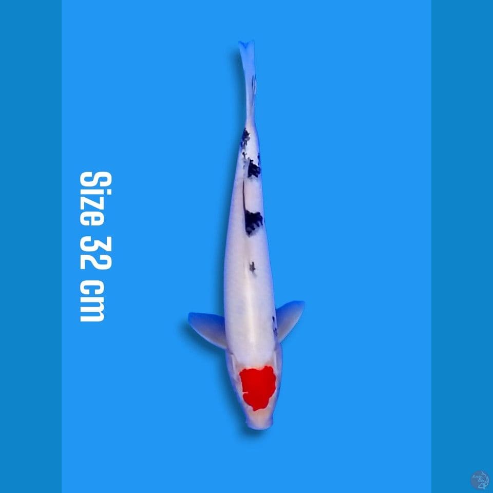 tancho sanke | 32cm