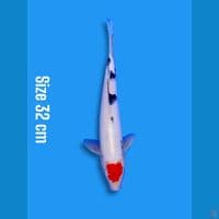 tancho sanke | 32cm
