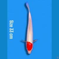 tancho | 33cm