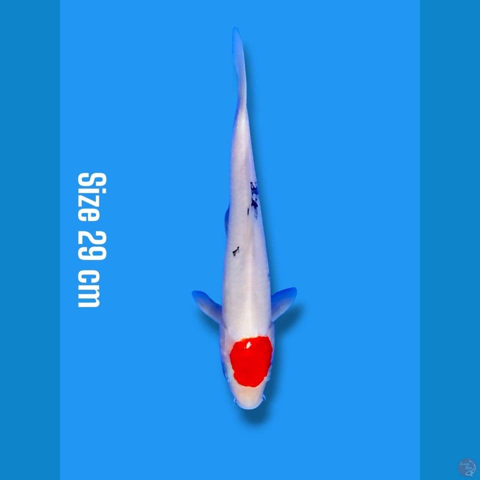 tancho sanke | 29cm