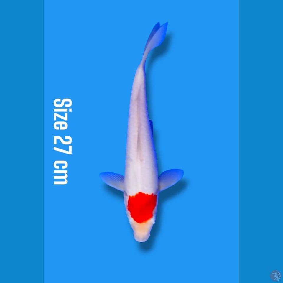 tancho | 27cm