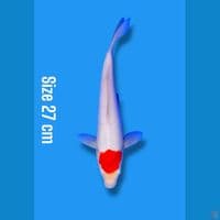 tancho | 27cm