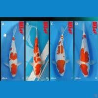 AKF 4 ekor jumbo 41-46